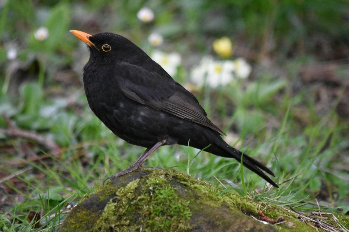 Черные Дрозды в Ленинградской области