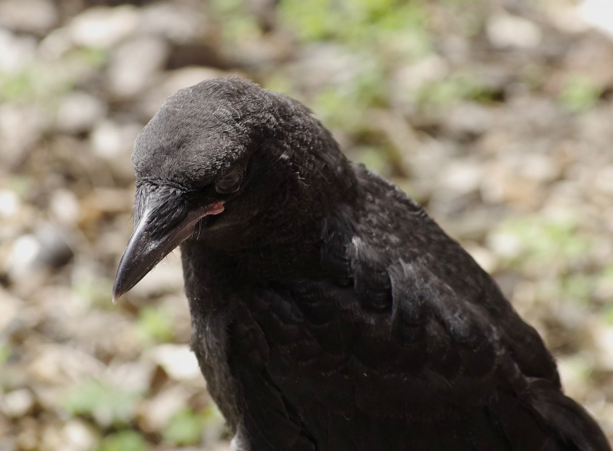 Маленькая птичка с желтой грудкой название