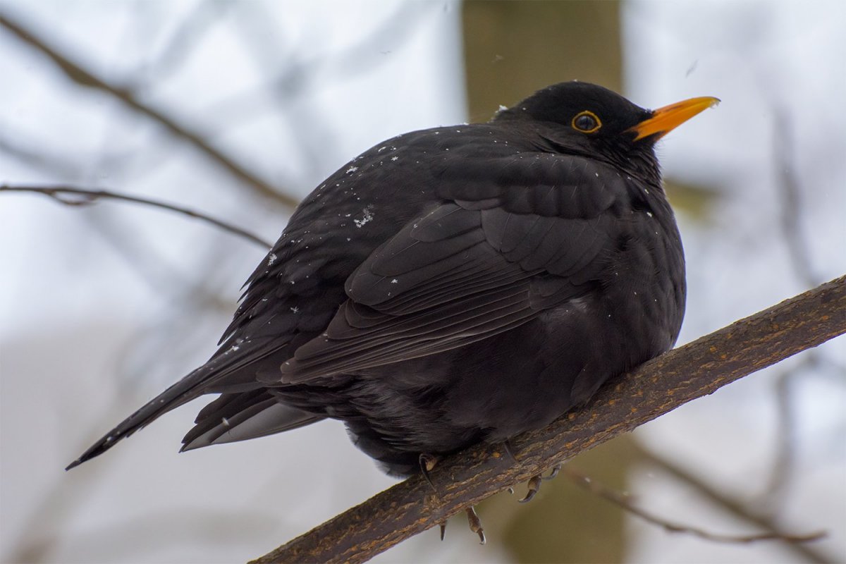 Птицы.птенцы черного дрозда