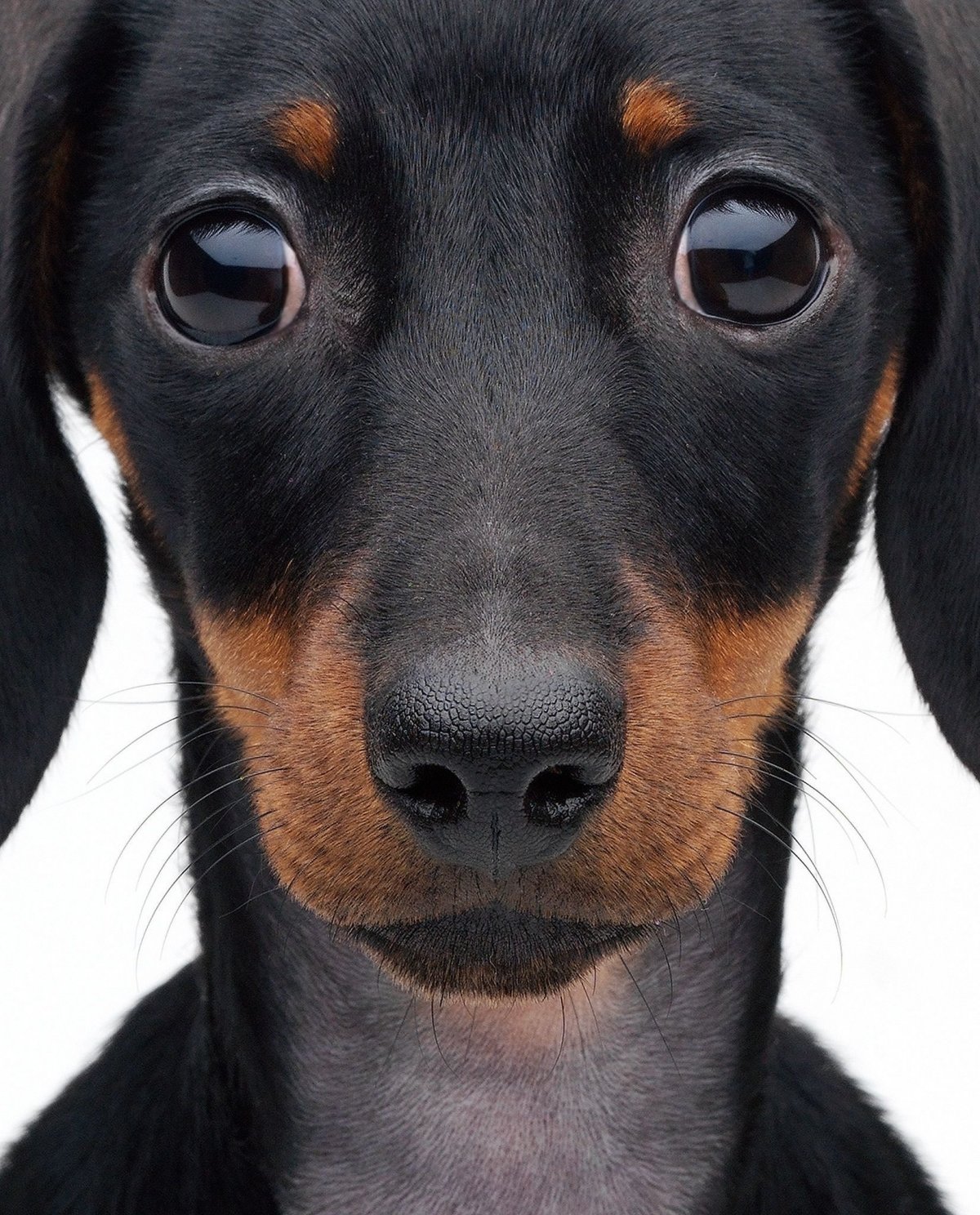 Две смешные собаки