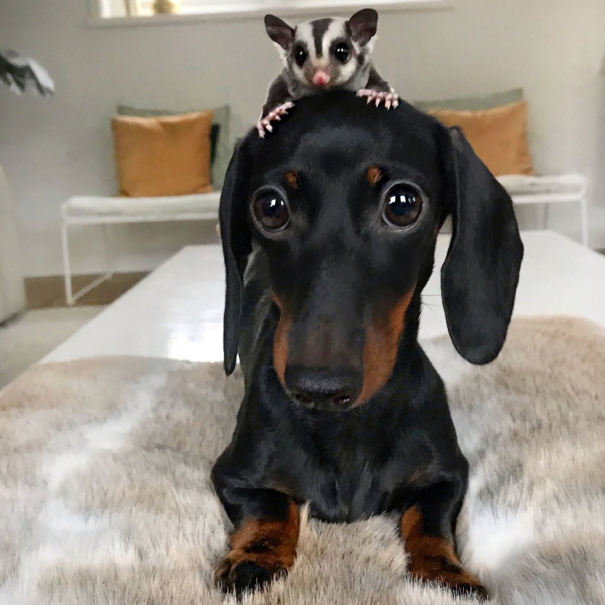 Бездомная хаски Джубили