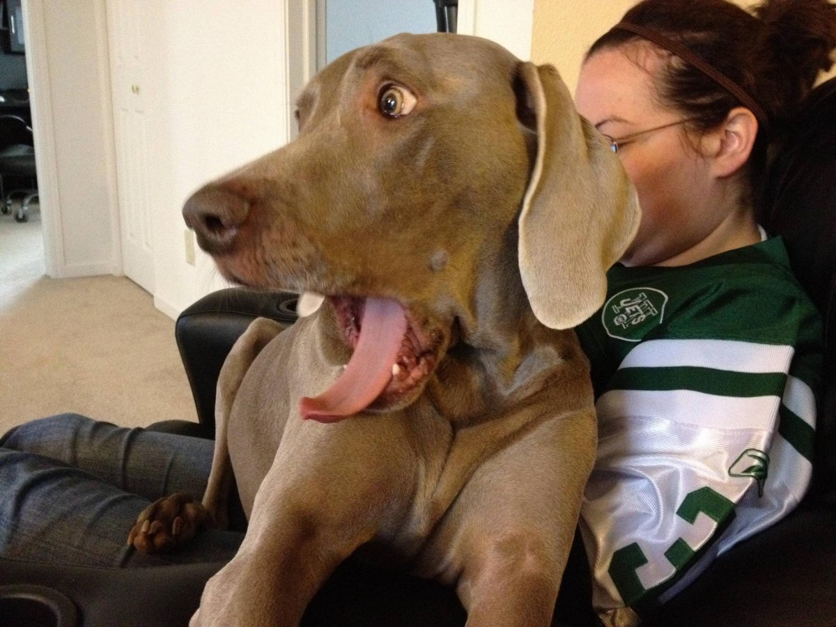 Морда собаки удивление