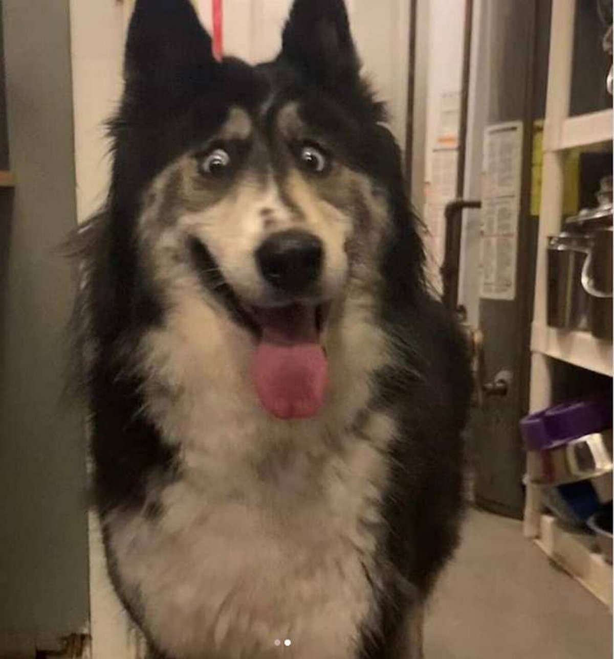 Чехословацкий влчак черный