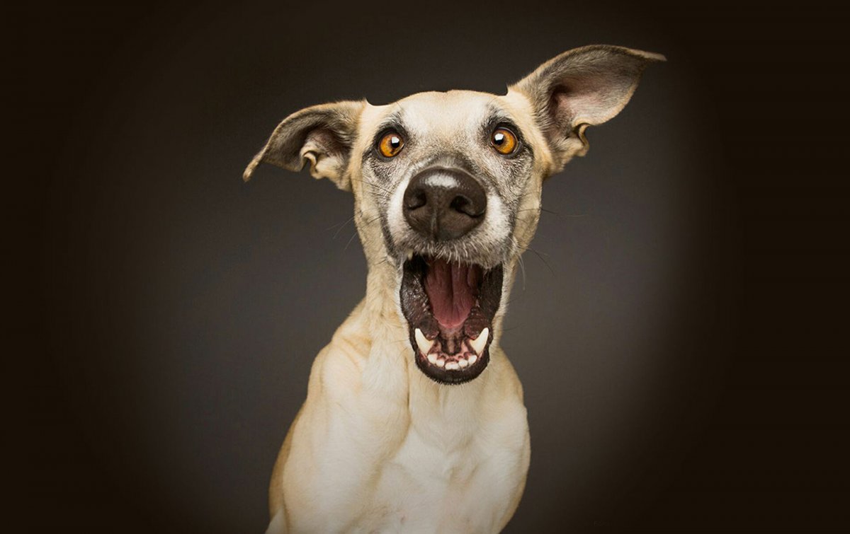 Удивленные собаки