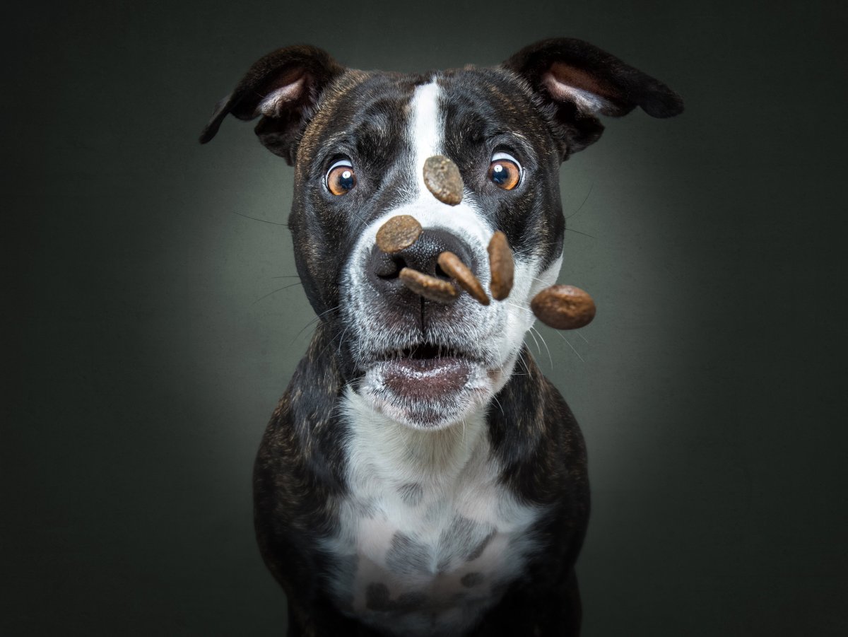 Четыре удивленные собаки