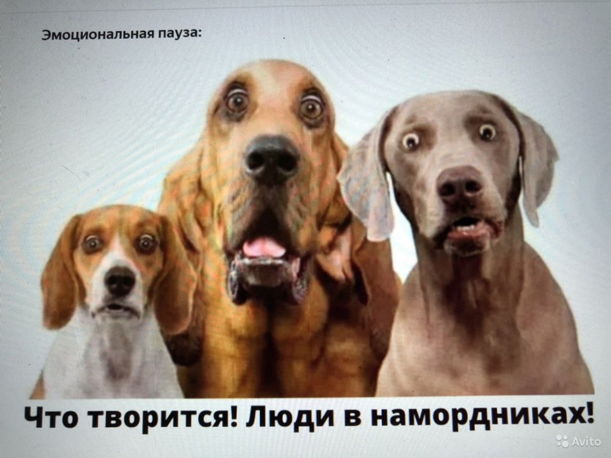 Собаки которые разговаривают