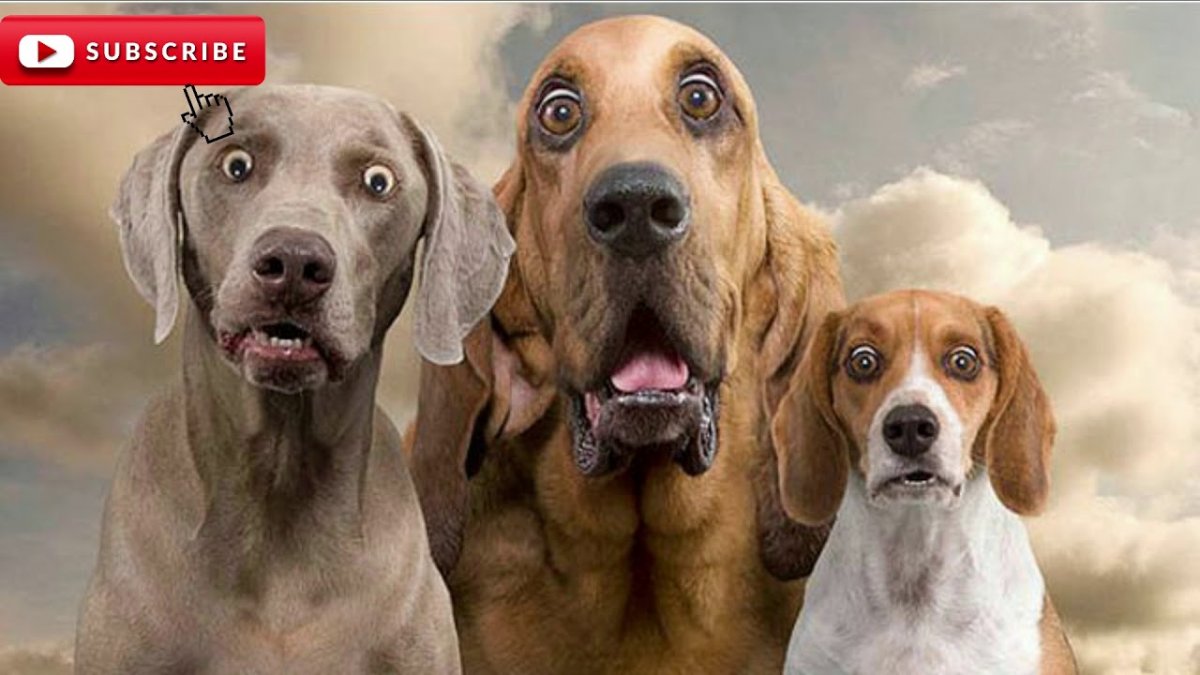 Смешные собаки