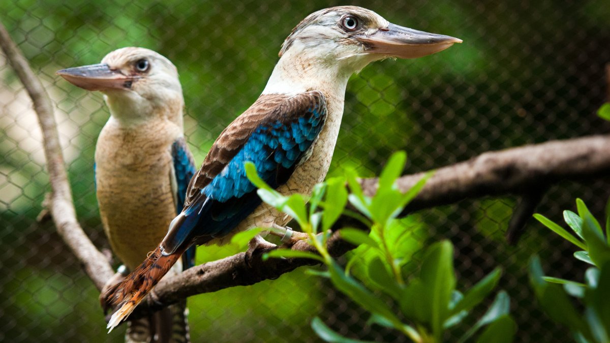 Перепёлка Царская птица