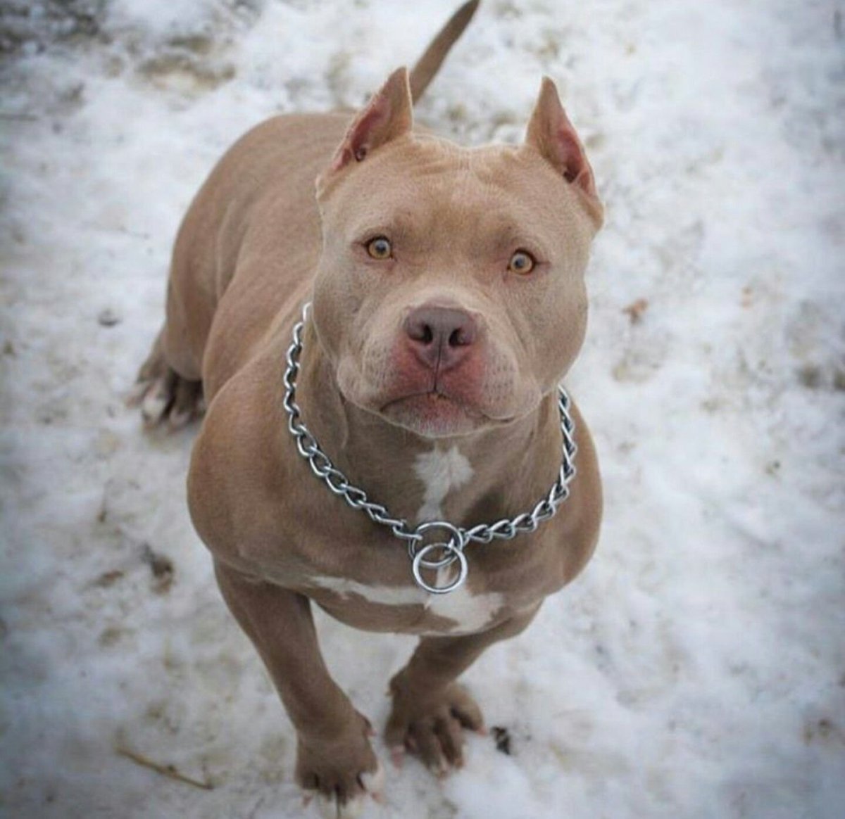 Американский стаффордширский терьер лает