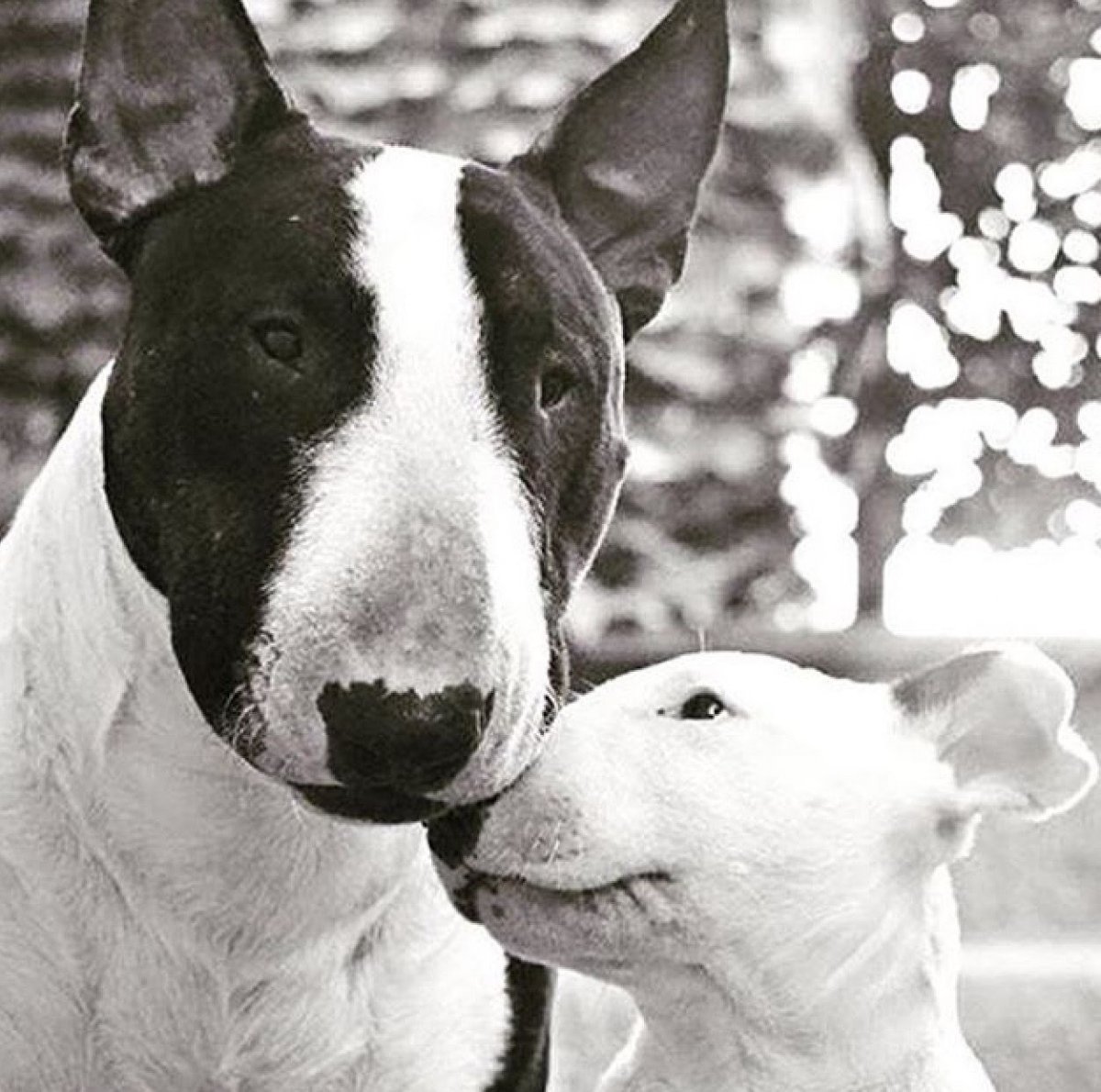 Бультерьер трехцветный