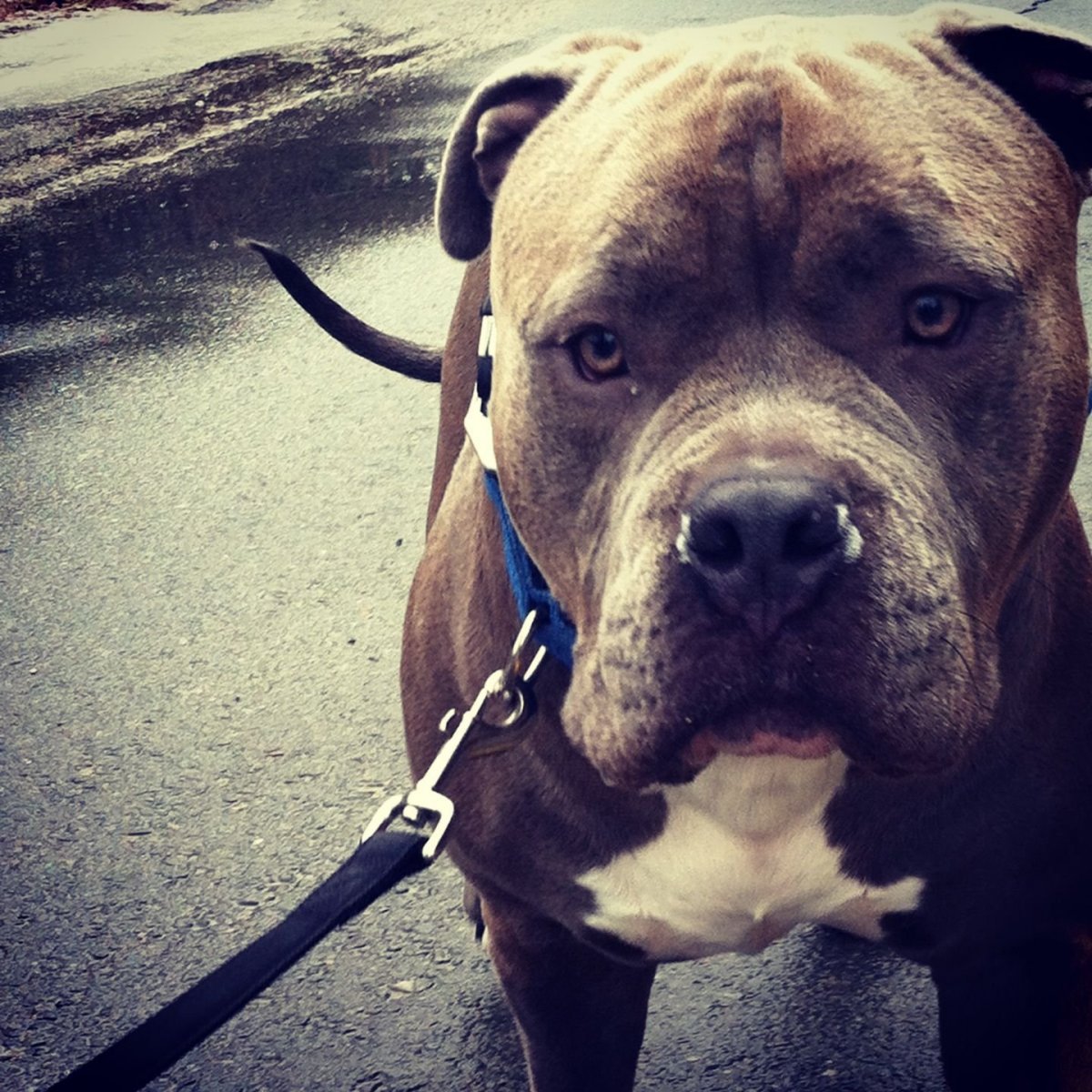 Американский стаффордширский питбультерьер