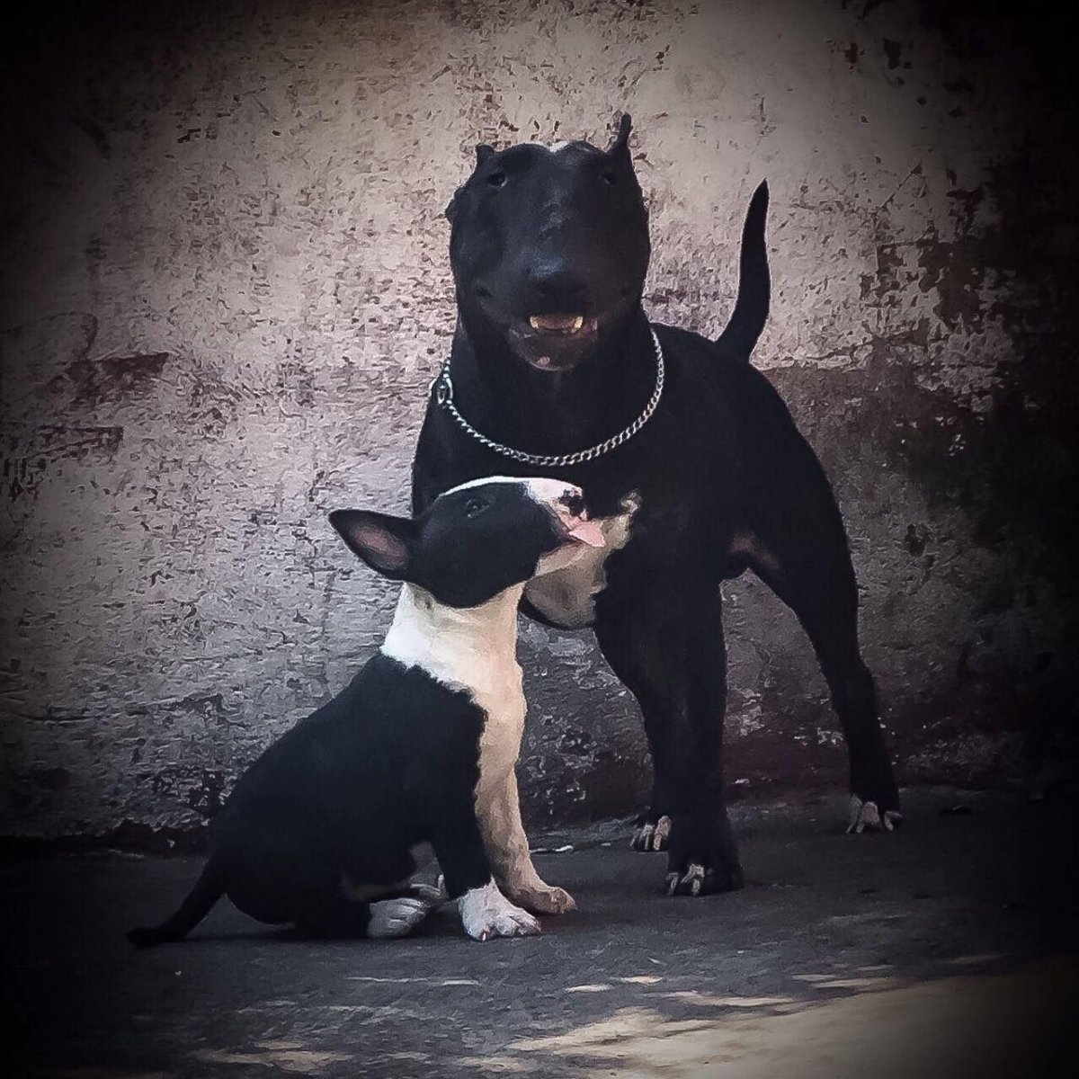 Питбуль Доберман и бультерьер