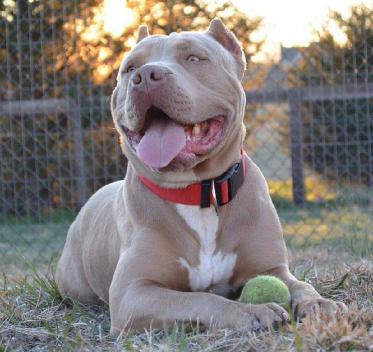 Американский бультерьер черный