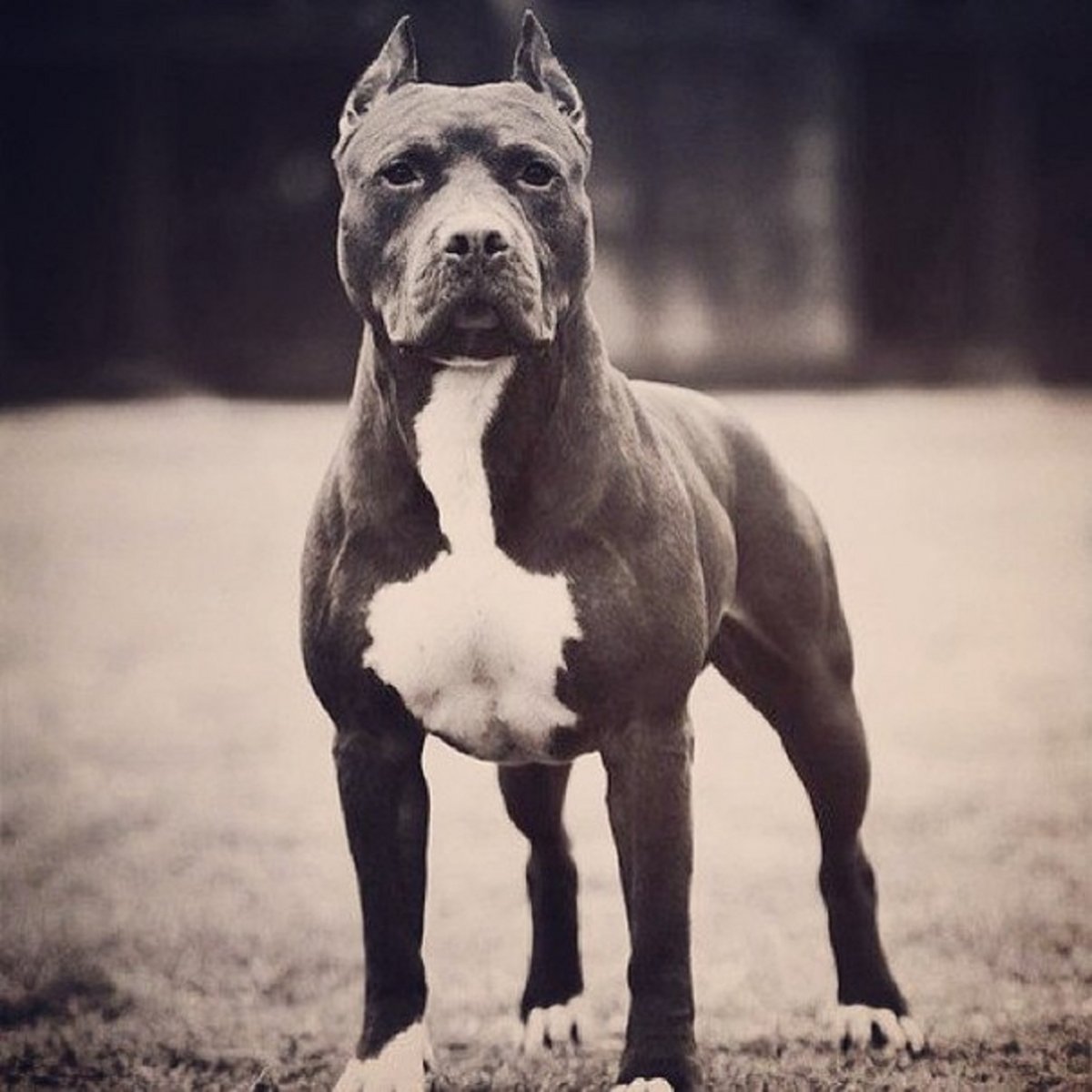 Собака стаффордширский терьер