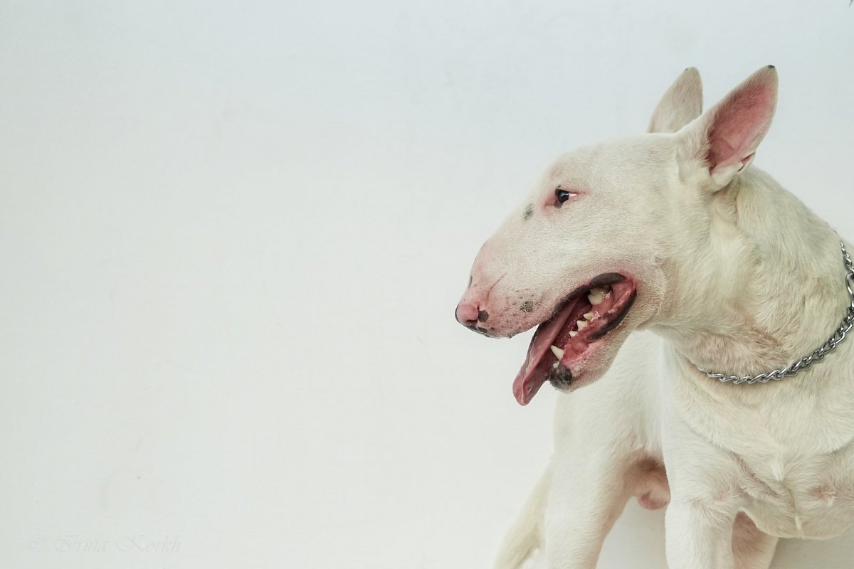 Американский стаффордширский терьер