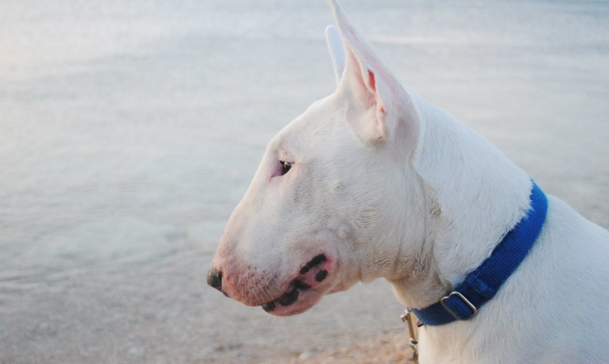 Золотой питбуль