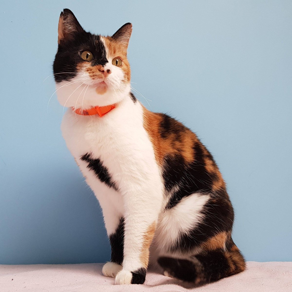 Британская кошка трехцветная