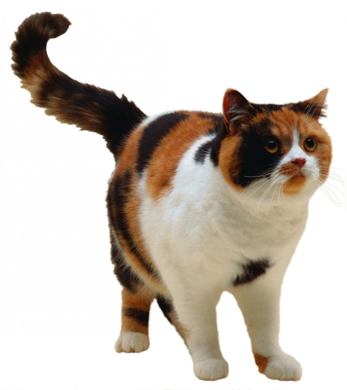 Американская короткошерстная кошка трехцветная