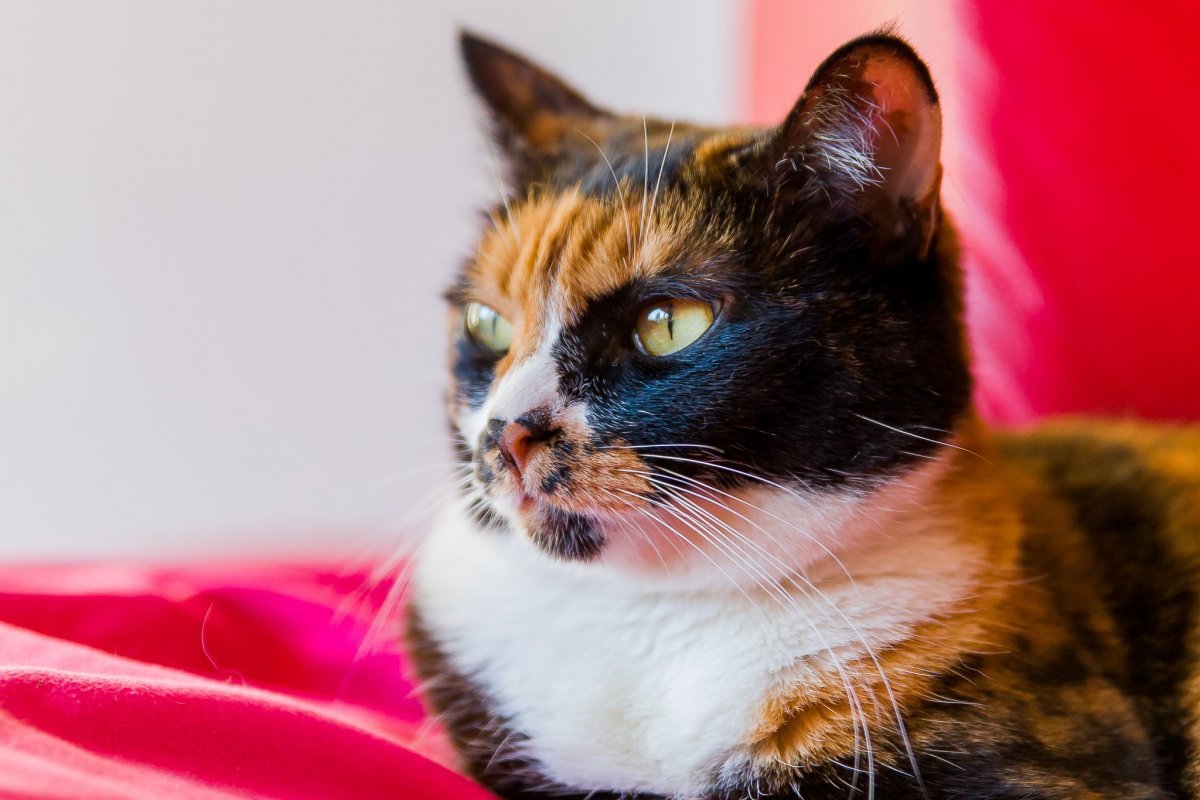 Британская трехшерстная кошка