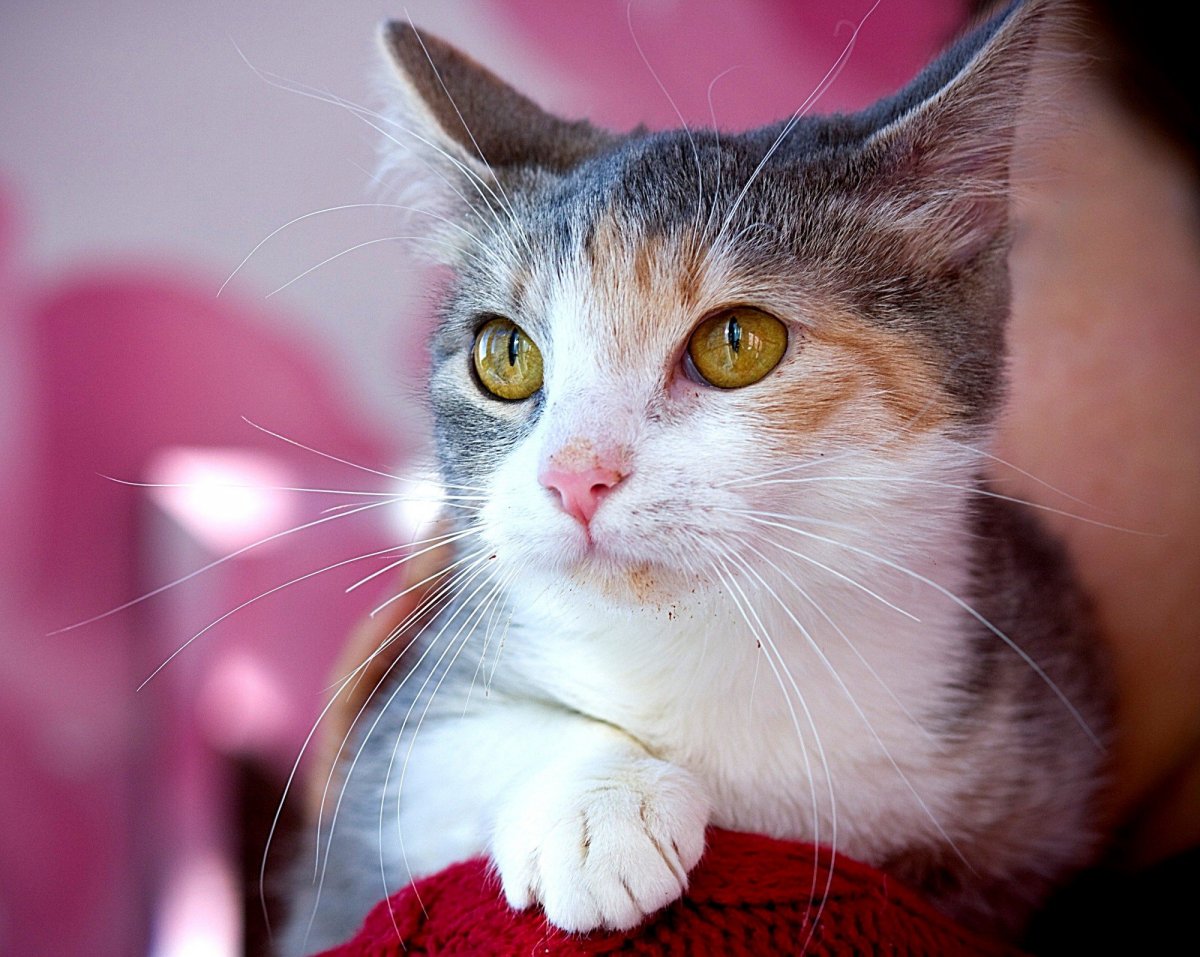 Британский кот длинношерстный Арлекин