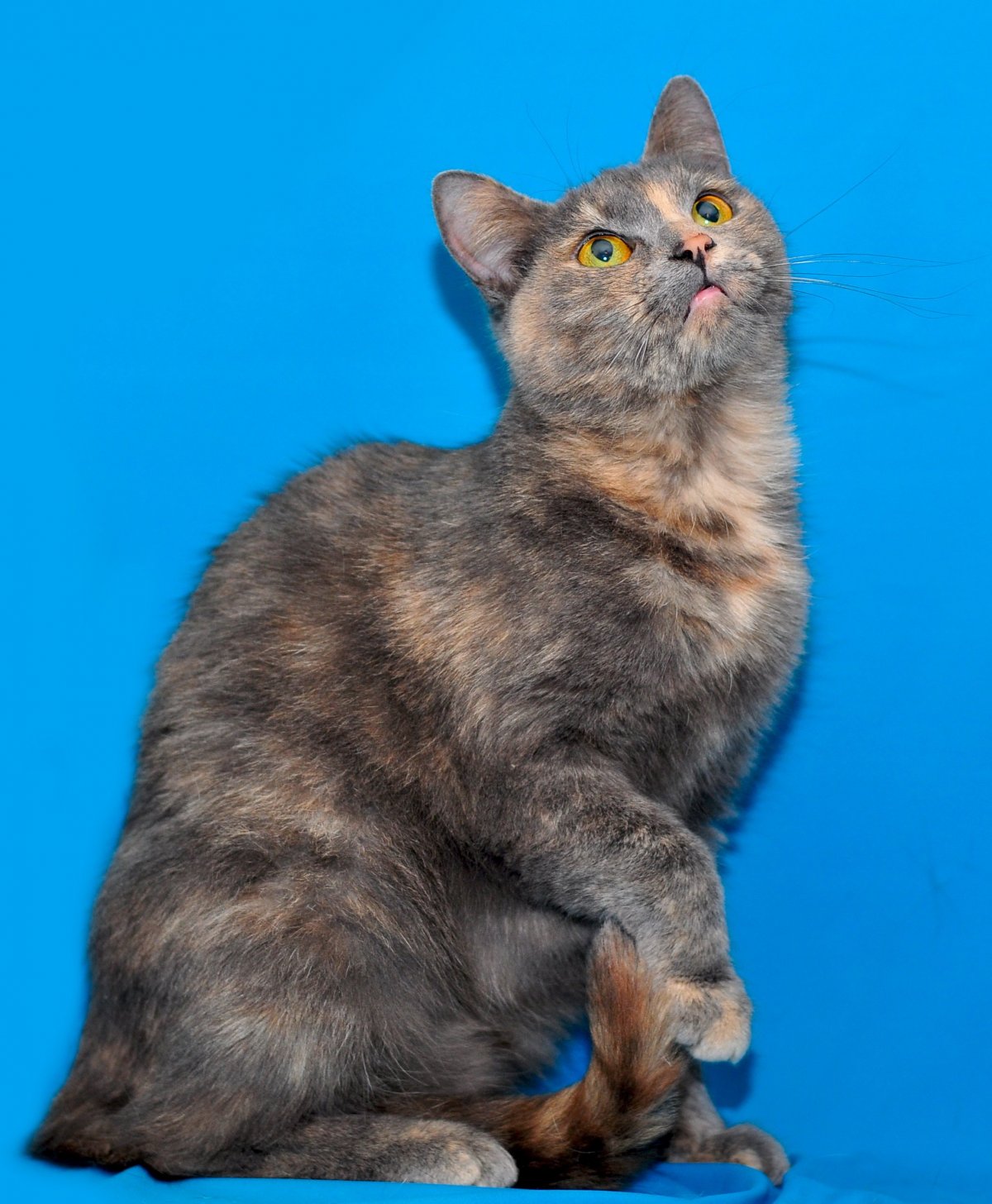 Британская трехшерстная кошка