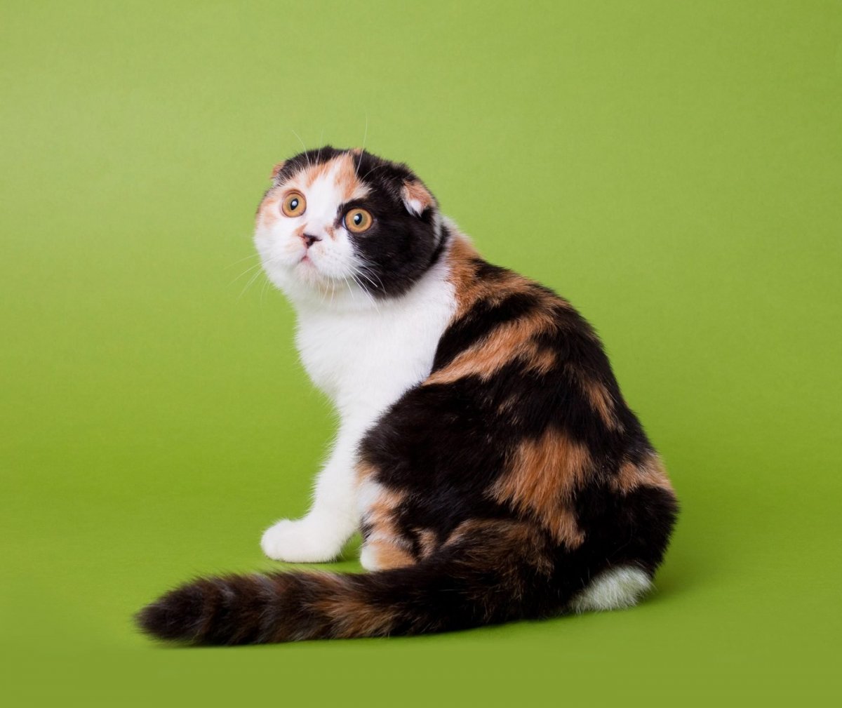 Сибирская биколор короткошерстная