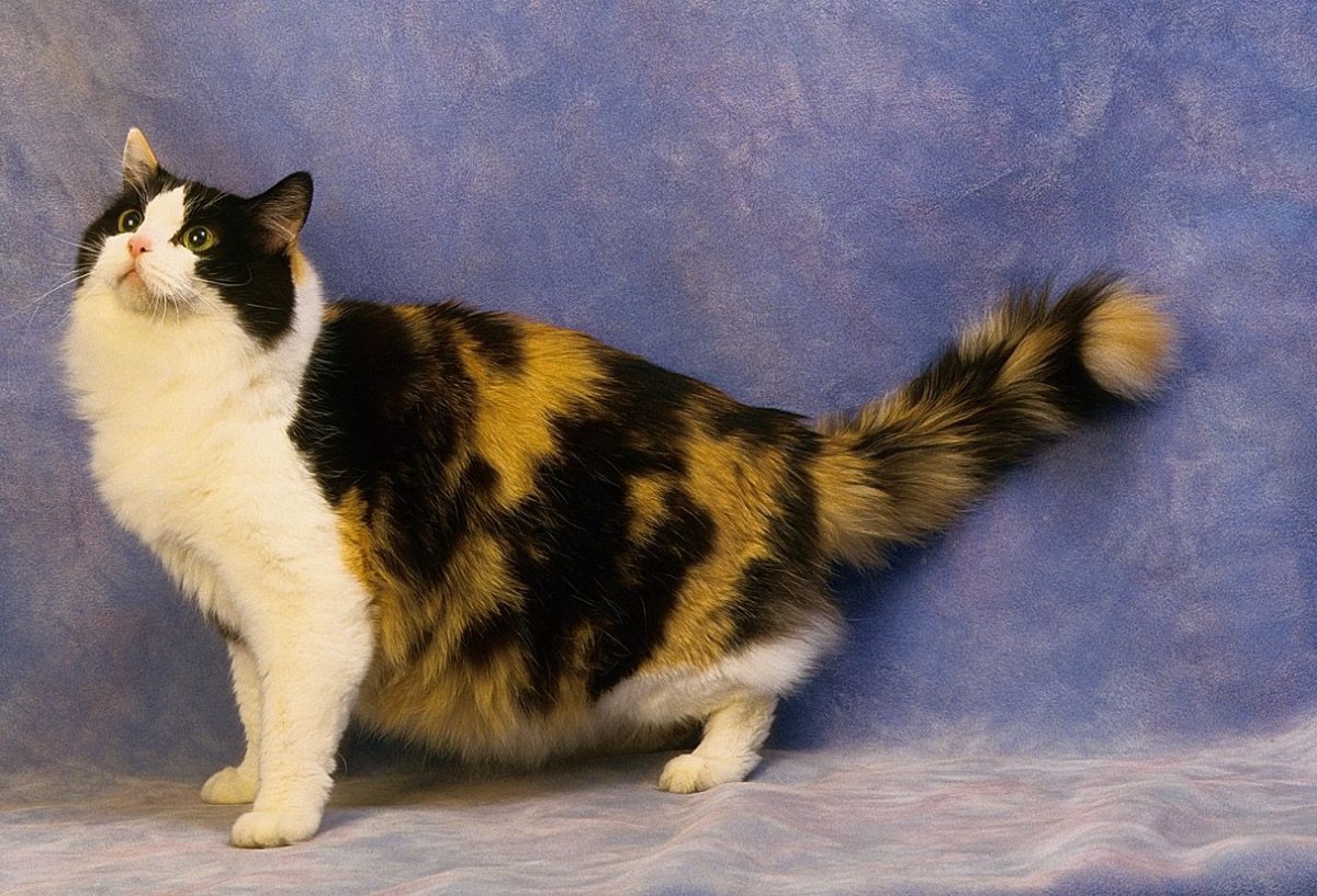 Черепаховая кошка Калико