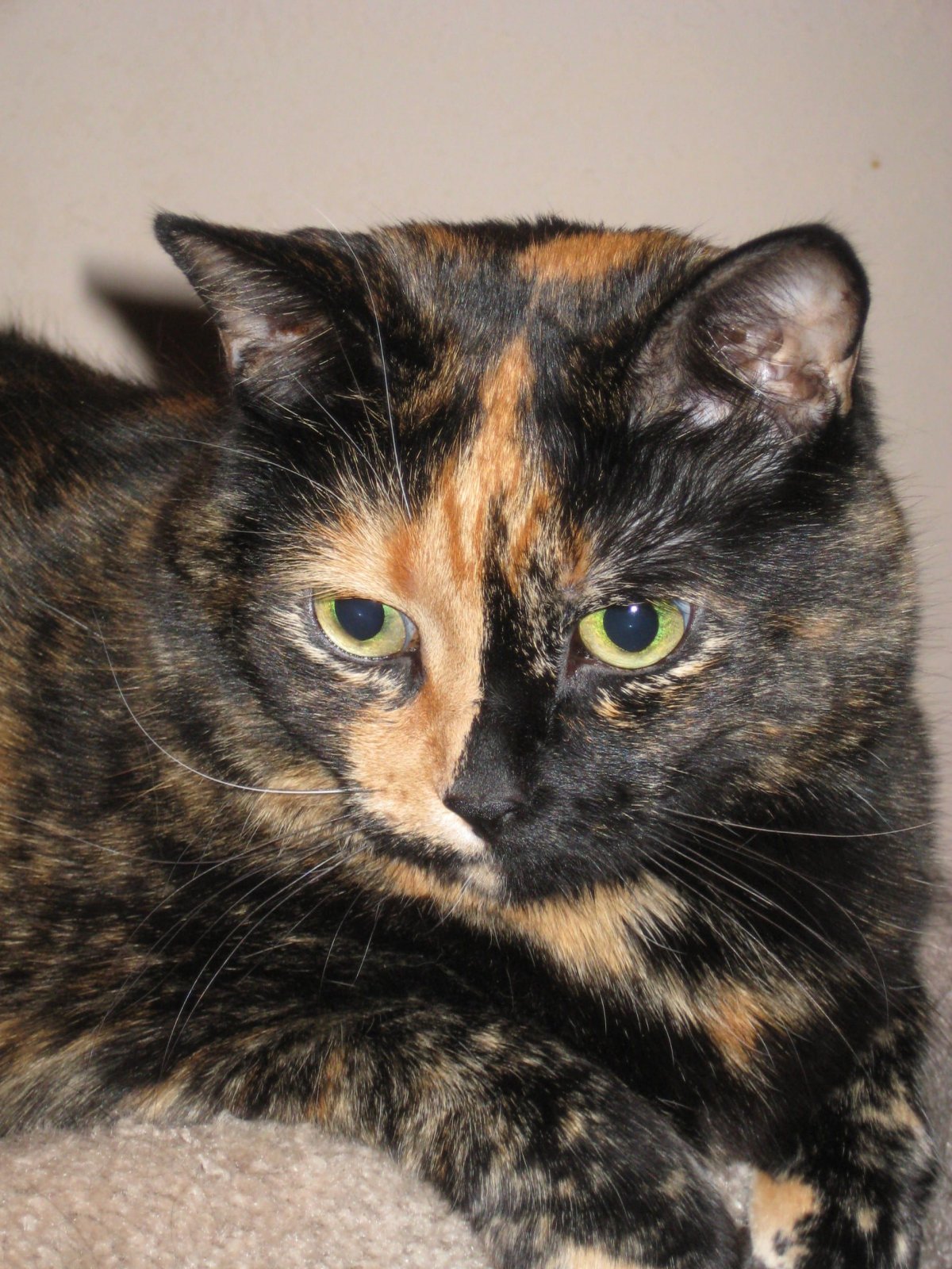 Мэнкс (Мэнская кошка)