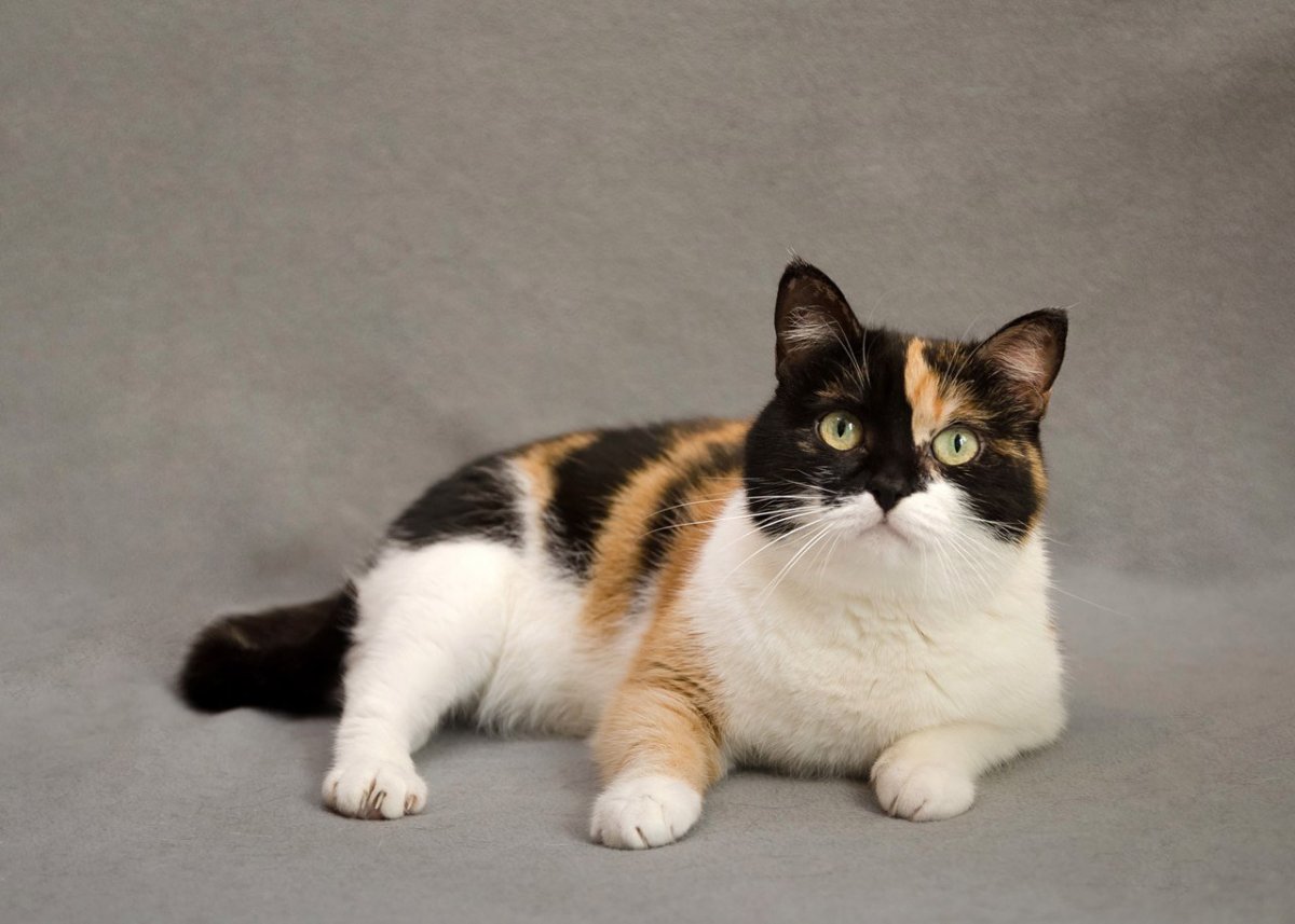 Кошка черепахового окраса серая