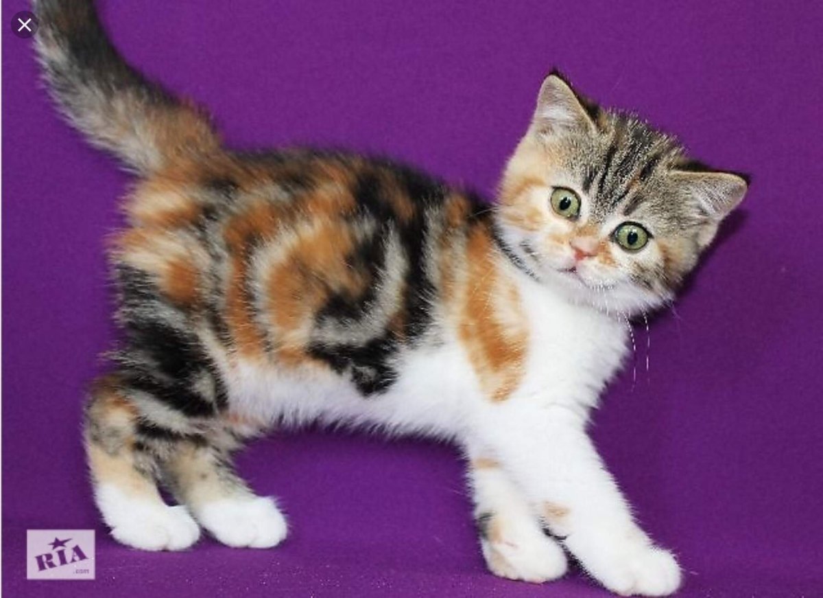 Британская трехшерстная кошка