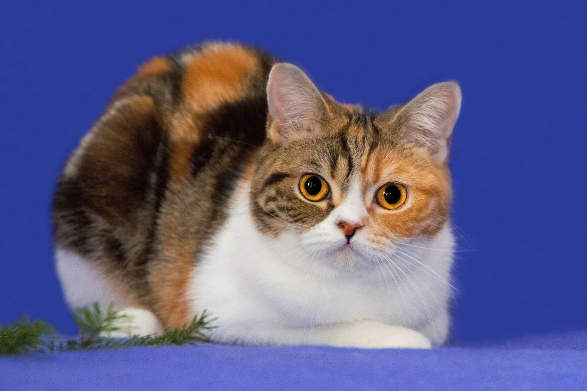 Британская черепаховая кошка