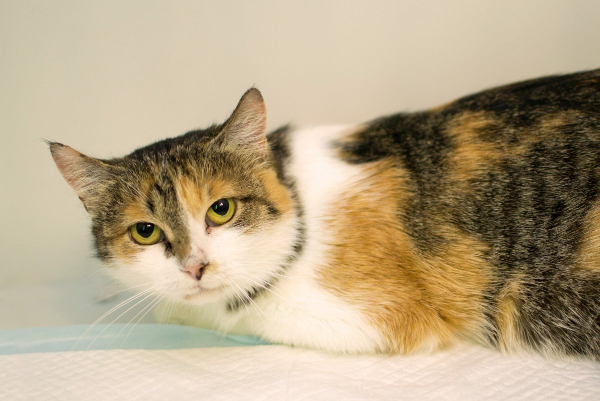 Американская короткошерстная кошка трехцветная