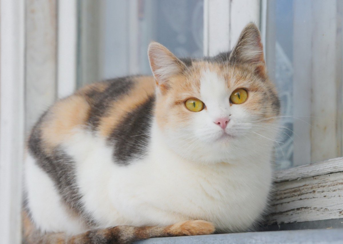 Котёнок спит клубочком