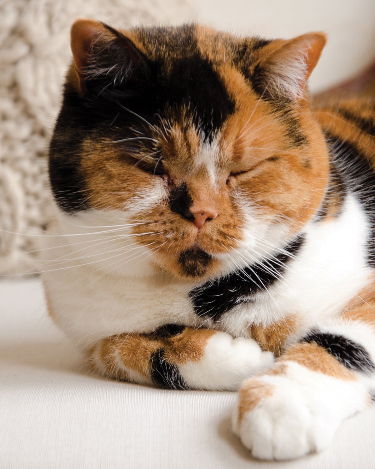 Шотландская вислоухая трехшерстная кошка