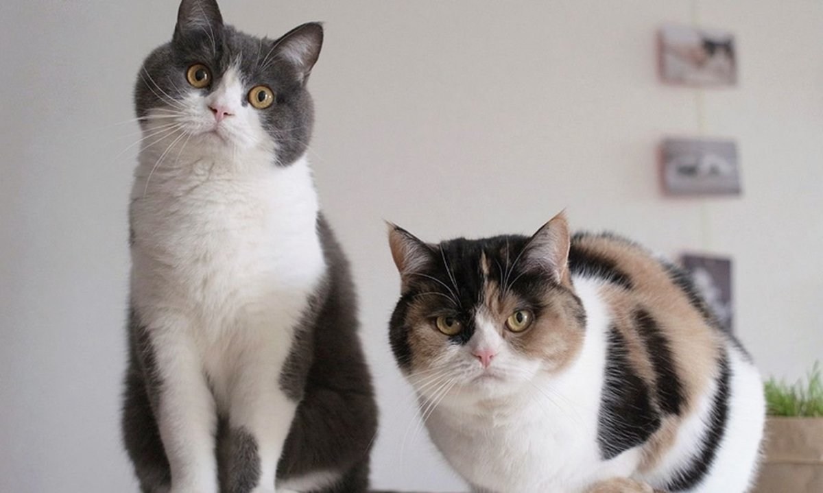 Британская трехшерстная кошка