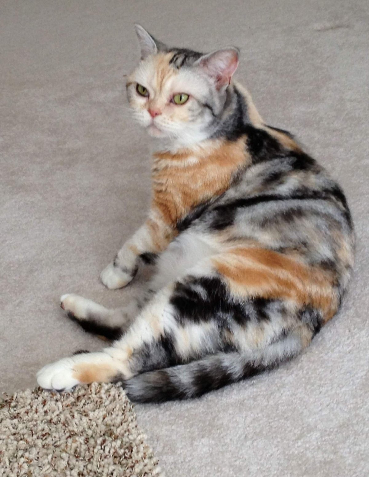 Черепаховый окрас у кошек