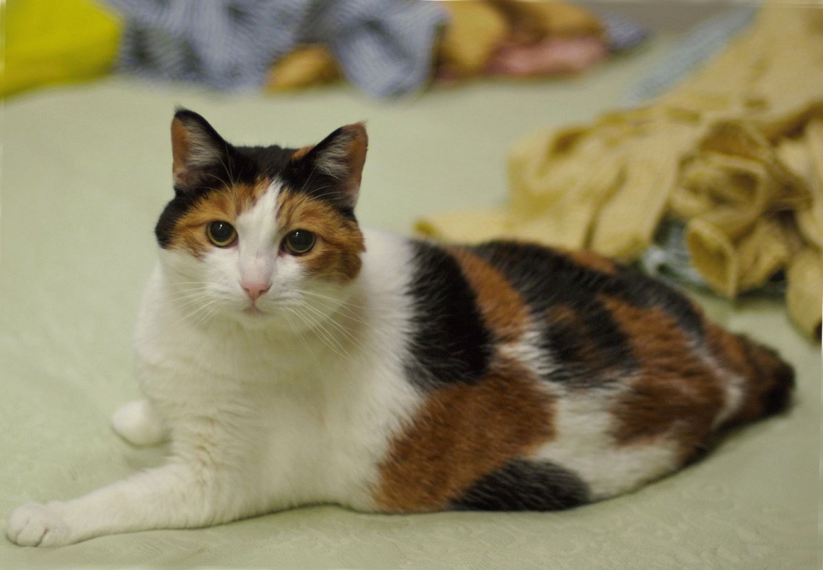 Скоттиш страйт Калико