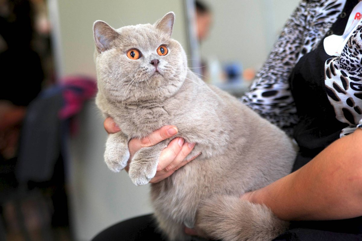 Шотландская вислоухая черепаховая