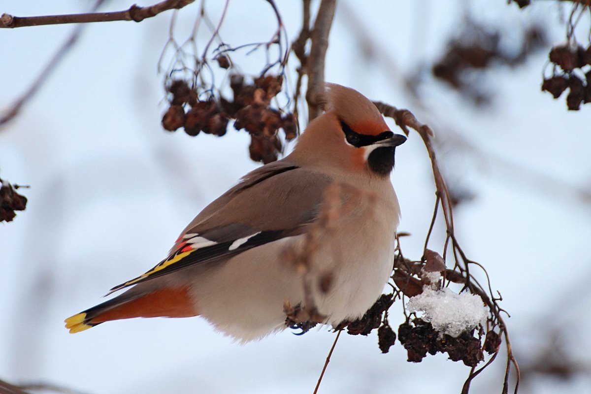 Зимние птицы Татарстана