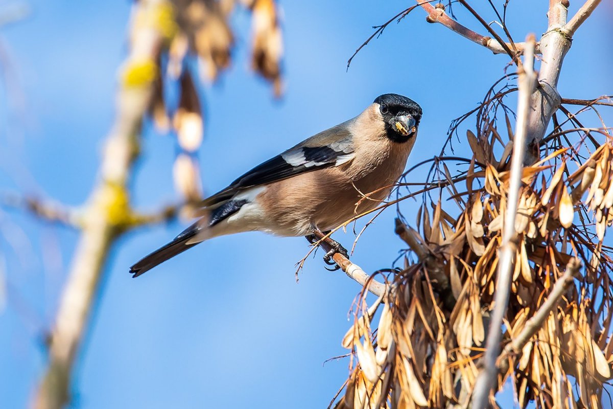 Снегирь птица зимой