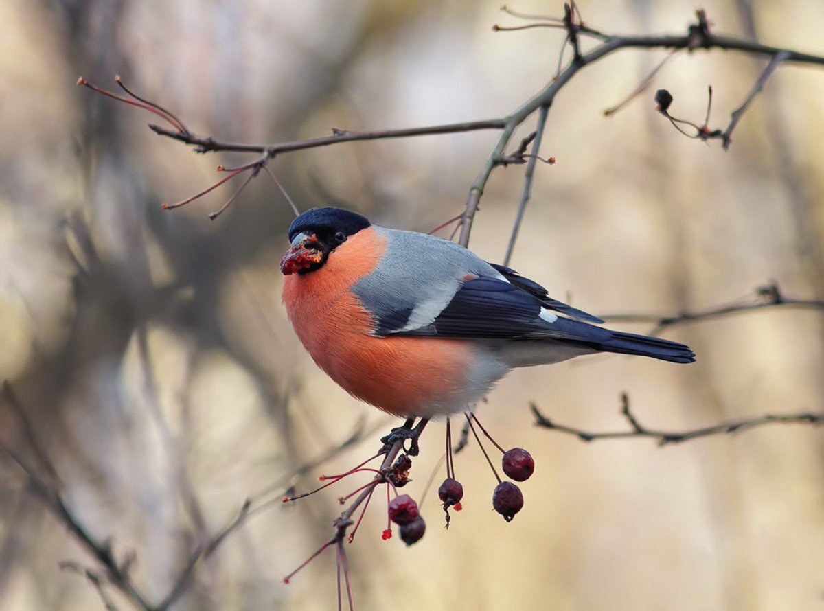 Снегирь обыкновенный pyrrhula pyrrhula