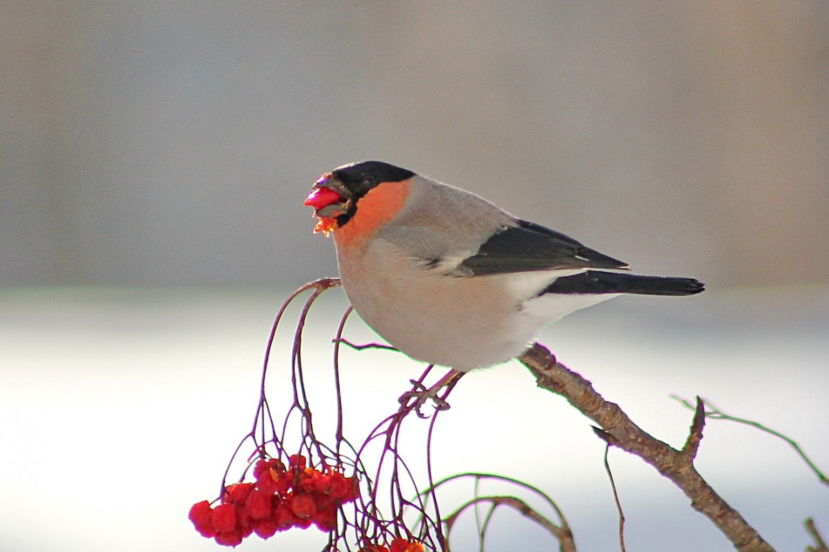 Зимующие птицы Снегирь