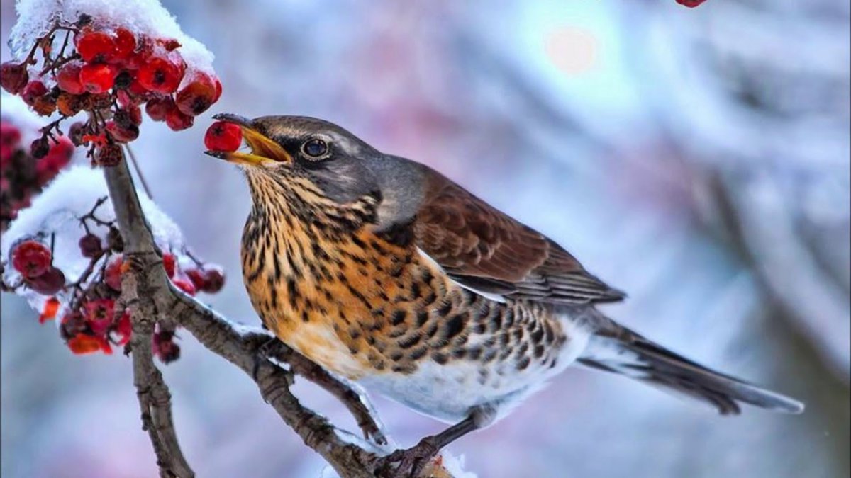 Зимующие птицы беларуси