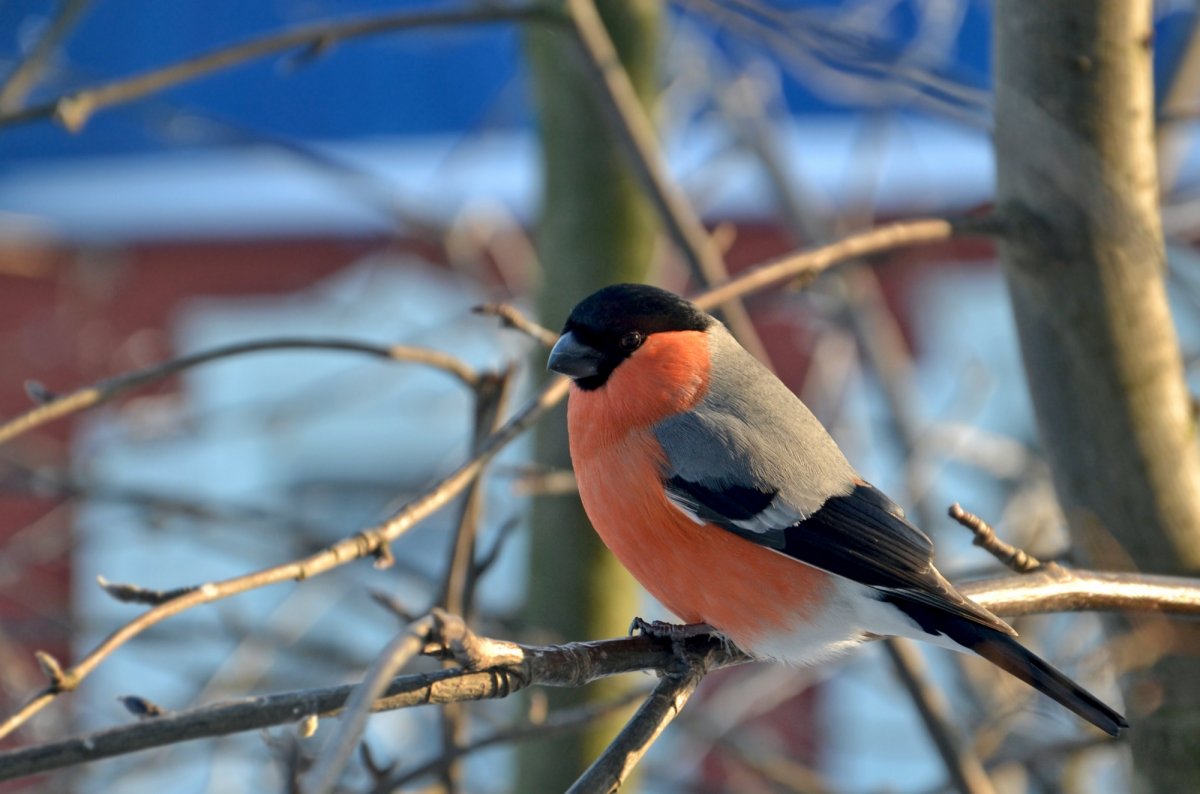 Стайные птицы Подмосковья