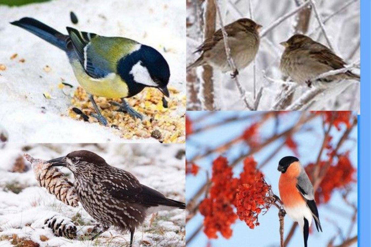 Перелетные и зимующие птицы России