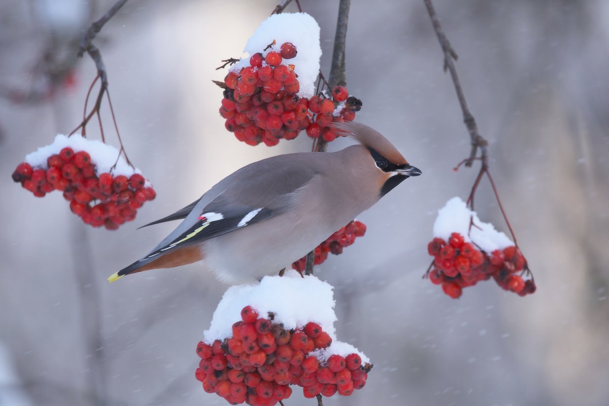 Зимующие птицы Алтайского края Снегири