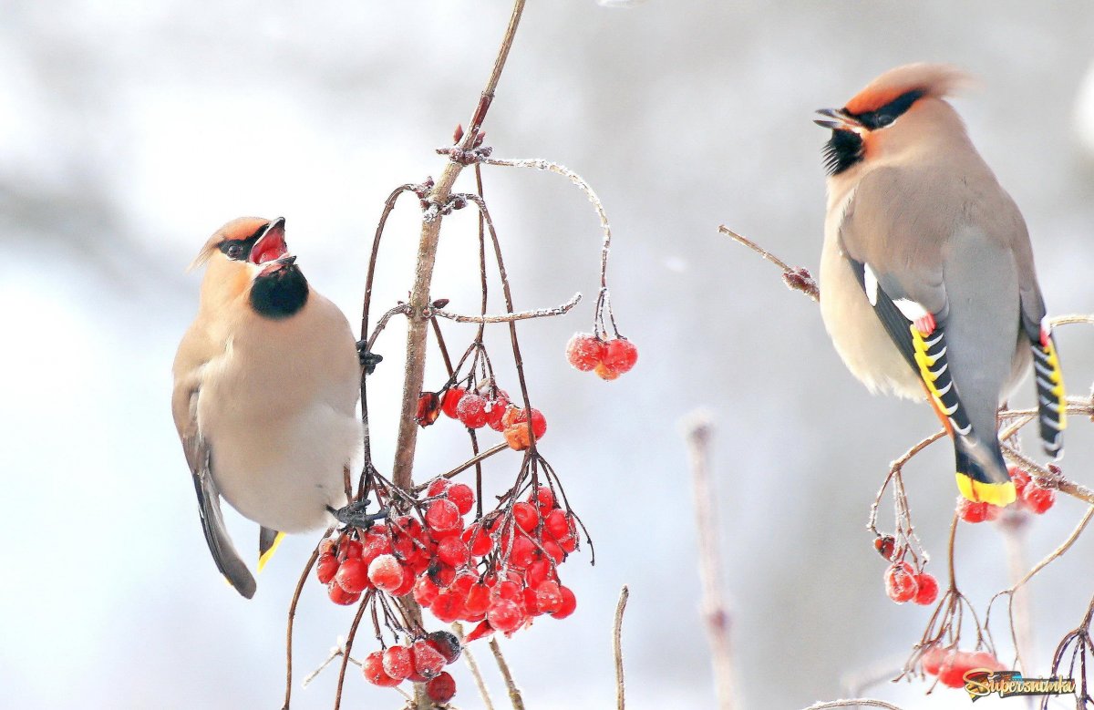 Свиристель зимующая птица
