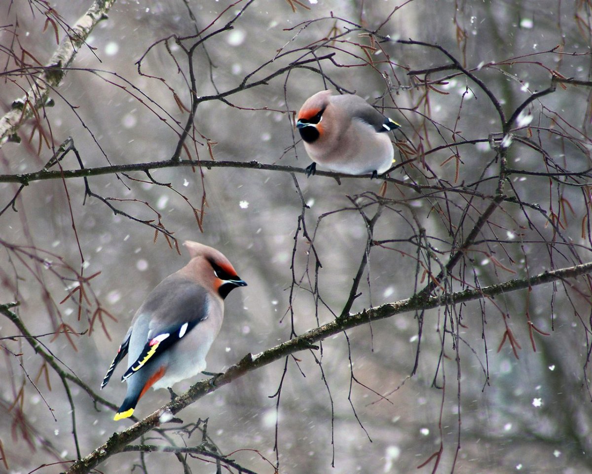 Птицы Беларуси зимой
