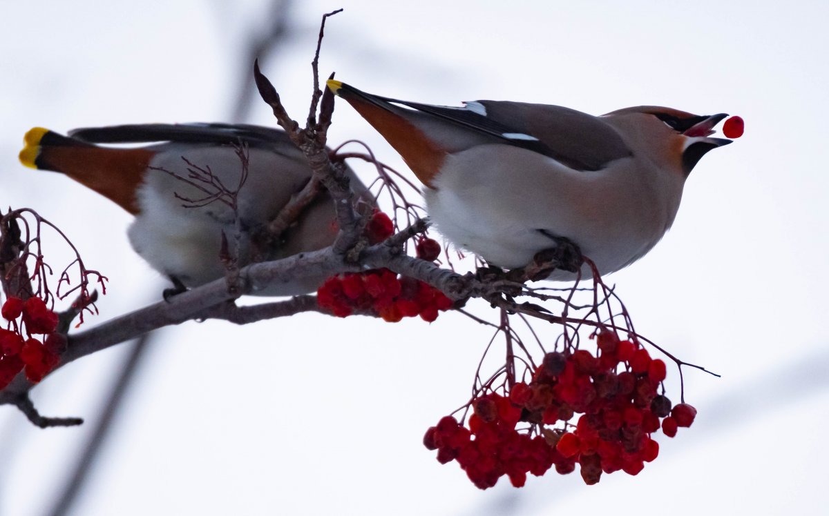 Птицы Сибири Сойка