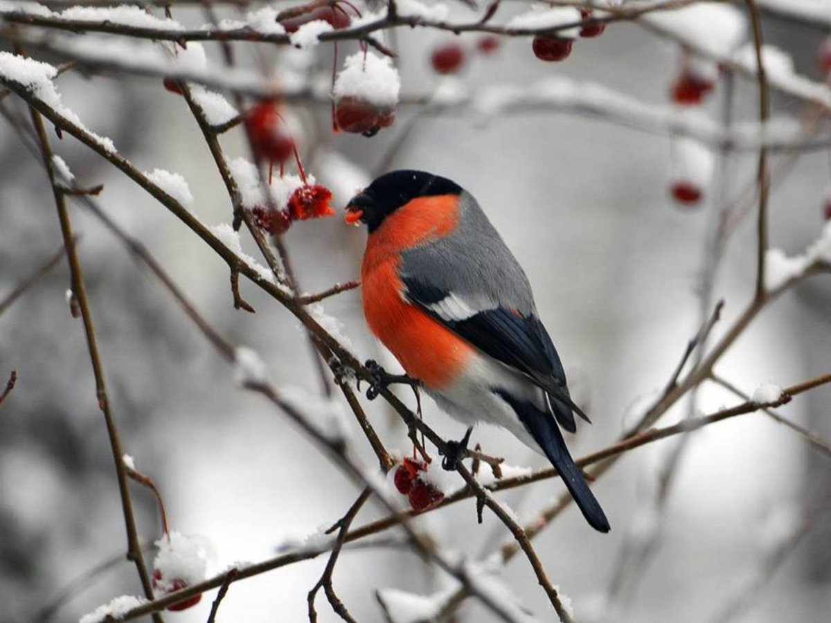Зимние птицы фото